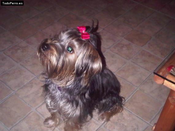 La foto del perro