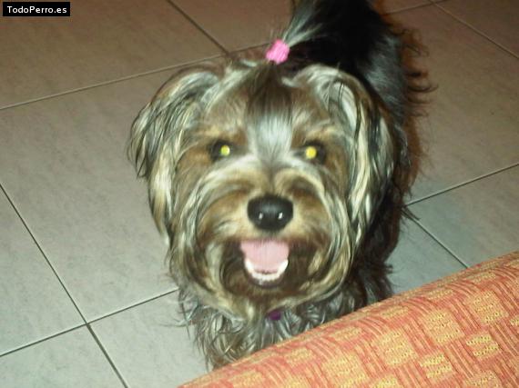 La foto del perro