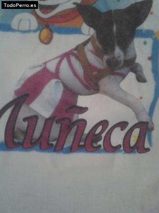 Foto del perro Muñeca