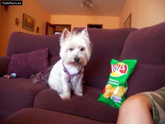 La foto del perro