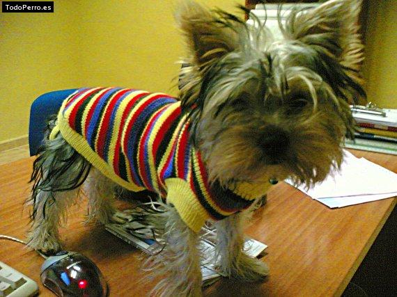 La foto del perro