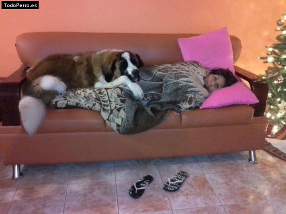La foto del perro