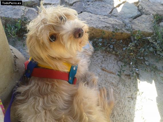 Foto del perro Linda