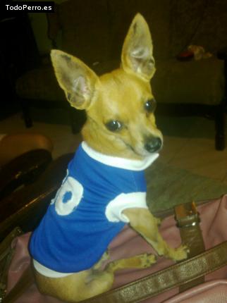 La foto del perro
