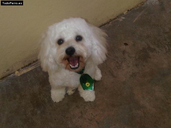 La foto del perro