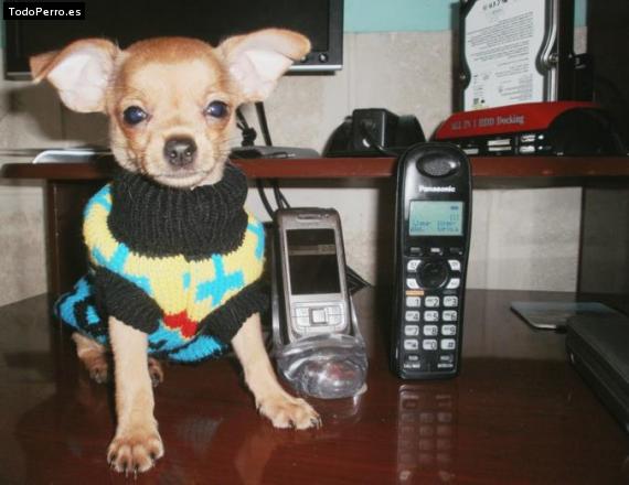 La foto del perro