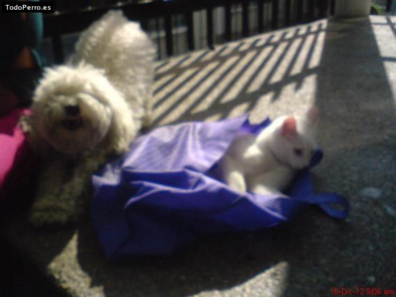 La foto del perro