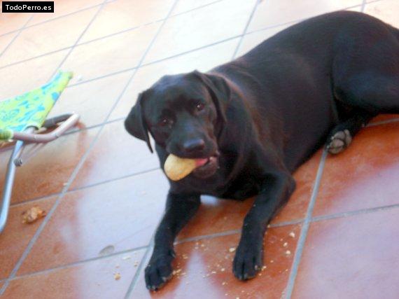 La foto del perro