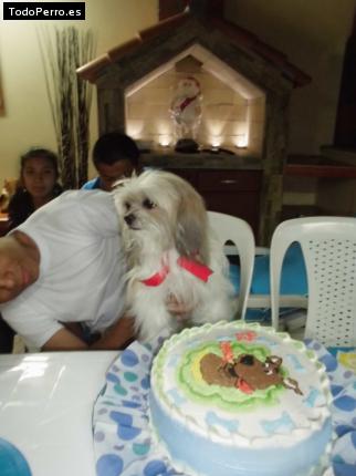 La foto del perro