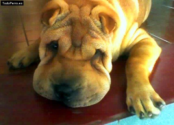 La foto del perro