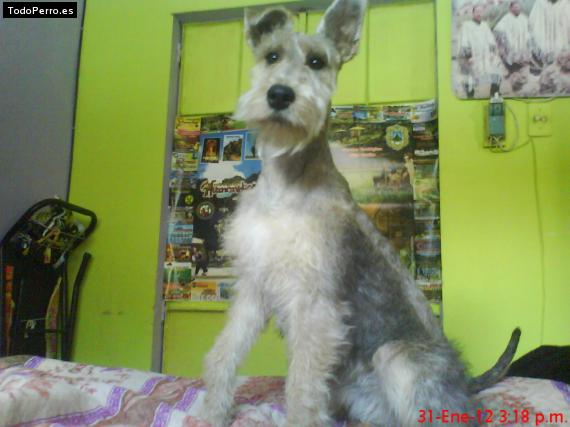 La foto del perro
