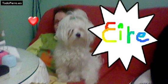 La foto del perro