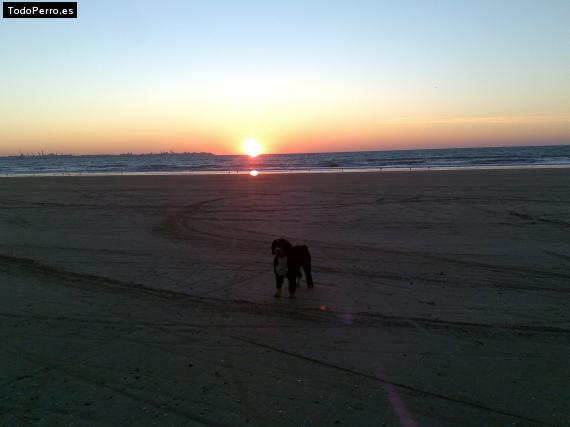 La foto del perro