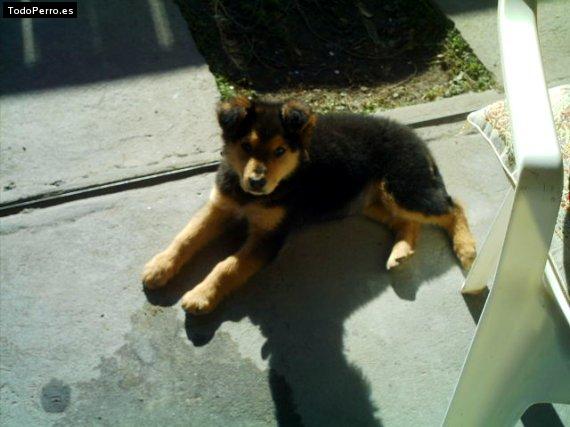 Foto del perro Tonka