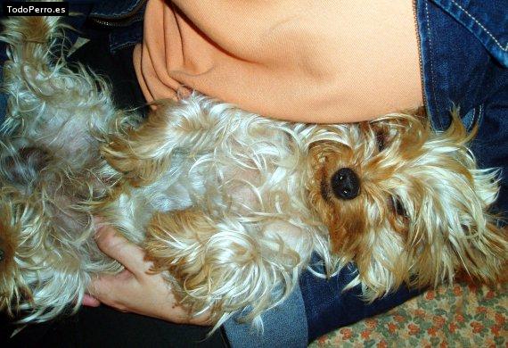 La foto del perro