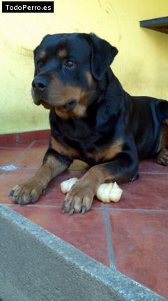 La foto del perro