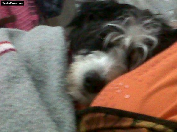 La foto del perro