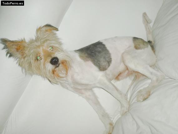 La foto del perro