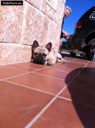 La foto del perro