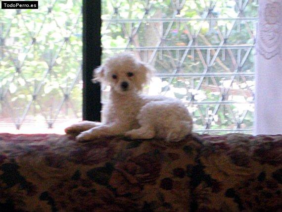 Foto del perro Mimi