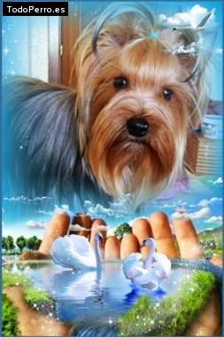 La foto del perro