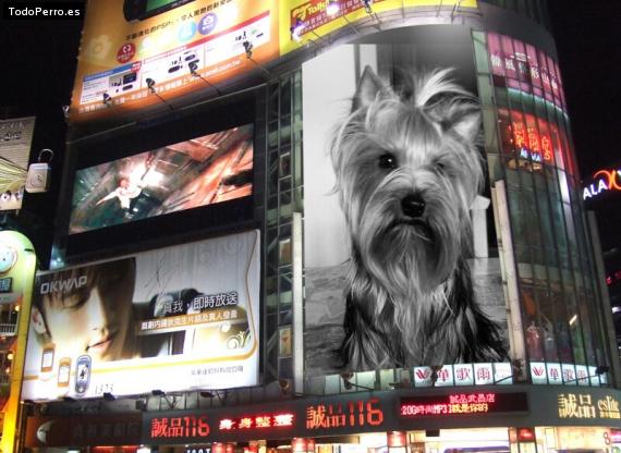 La foto del perro