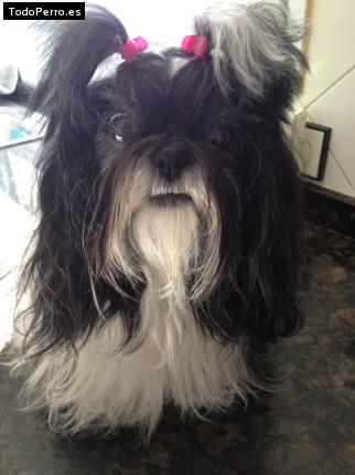 La foto del perro