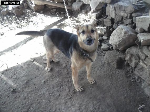 La foto del perro