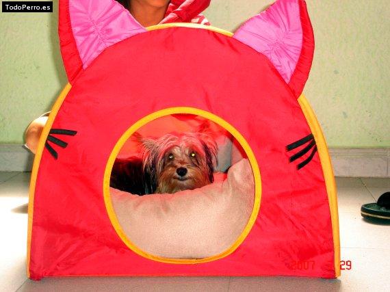 La foto del perro