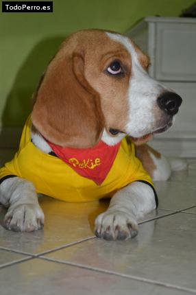 La foto del perro