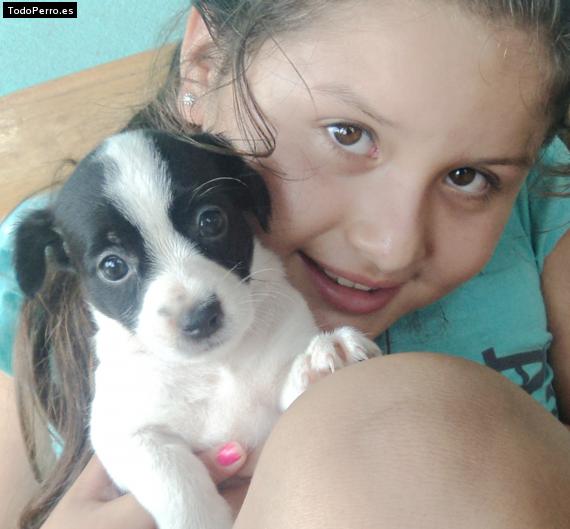Foto del perro Estrellita