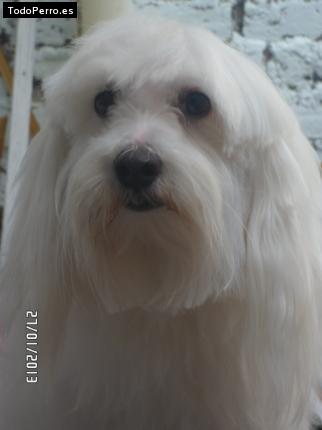 La foto del perro