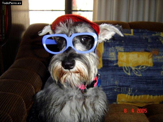 La foto del perro