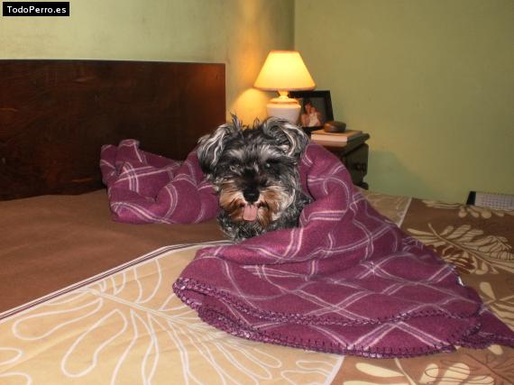 La foto del perro