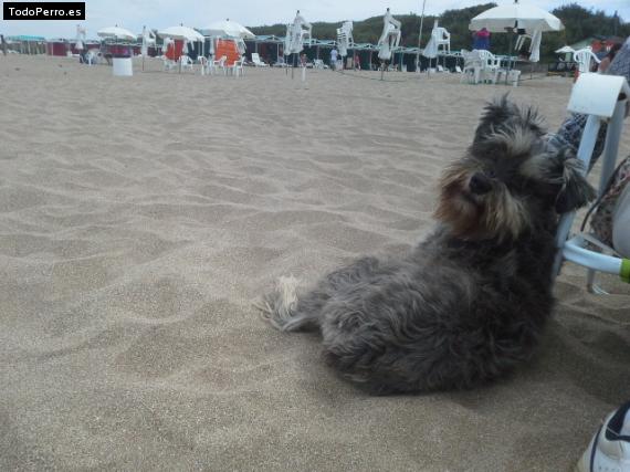 La foto del perro