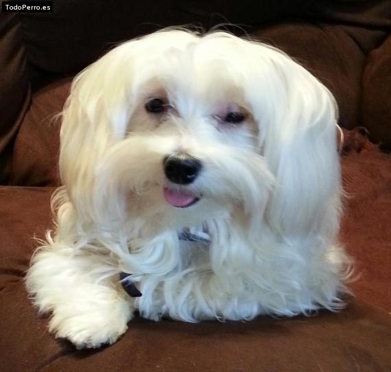La foto del perro