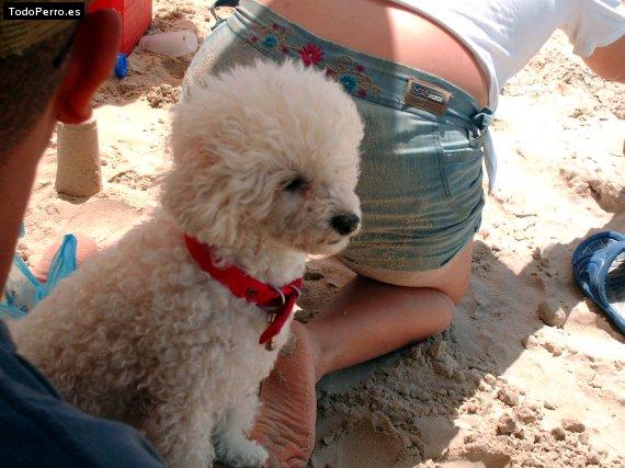 La foto del perro