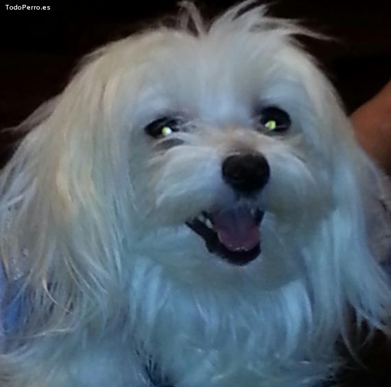La foto del perro