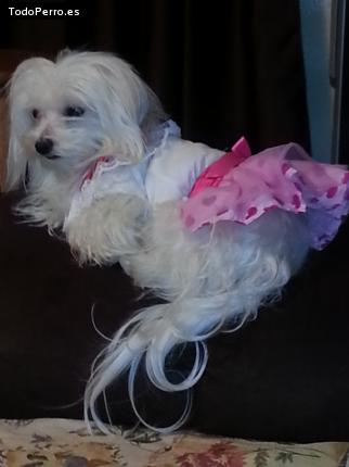 La foto del perro