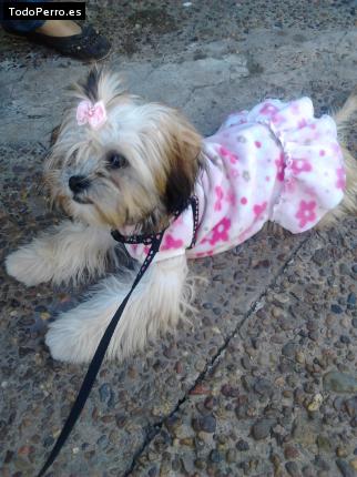 La foto del perro