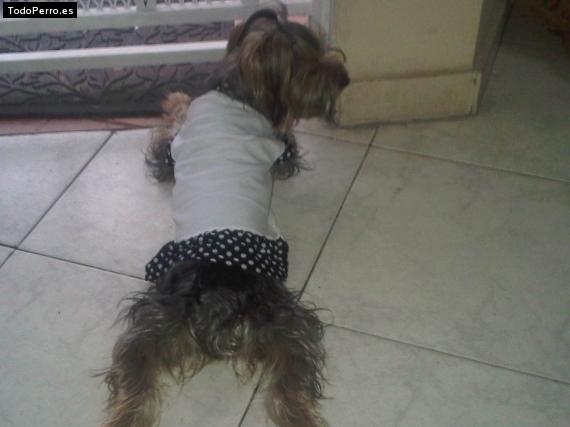 La foto del perro