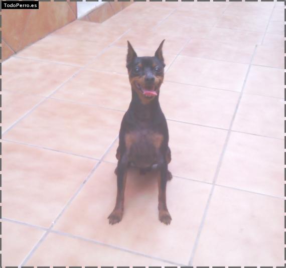 La foto del perro