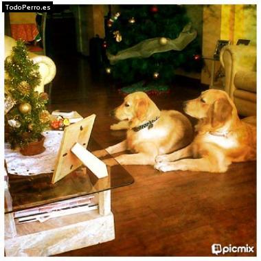 La foto del perro