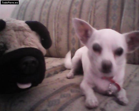 La foto del perro