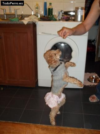 La foto del perro