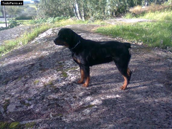 La foto del perro