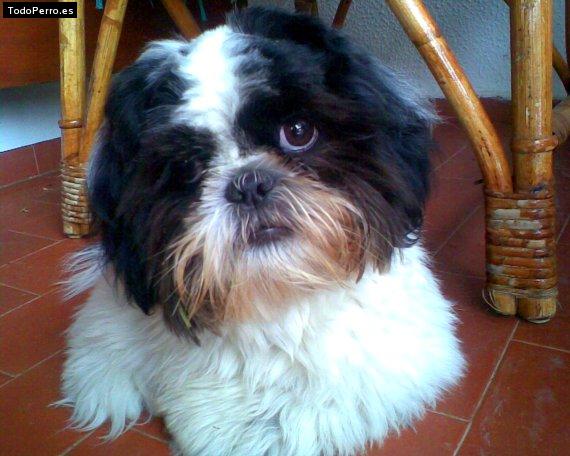 La foto del perro
