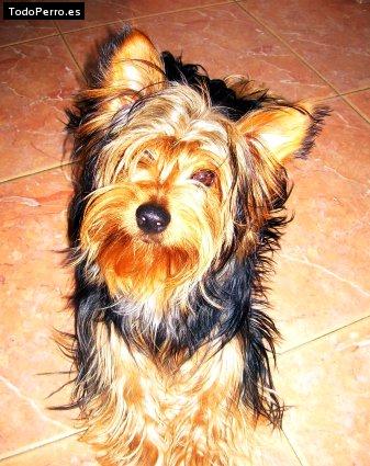 La foto del perro