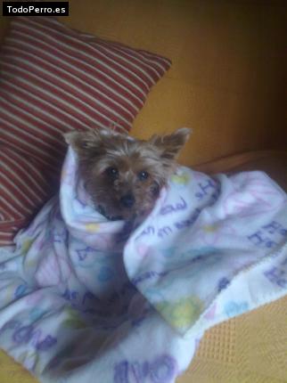 La foto del perro