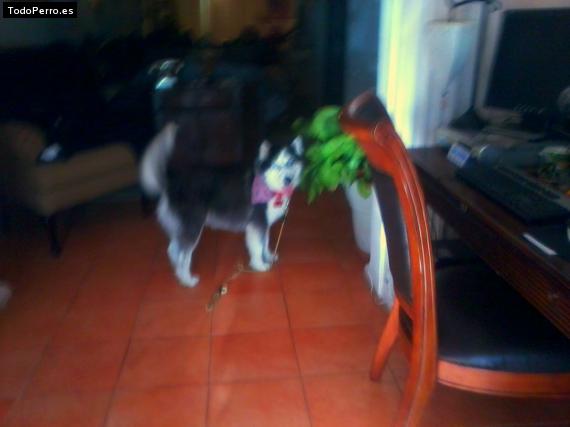 La foto del perro